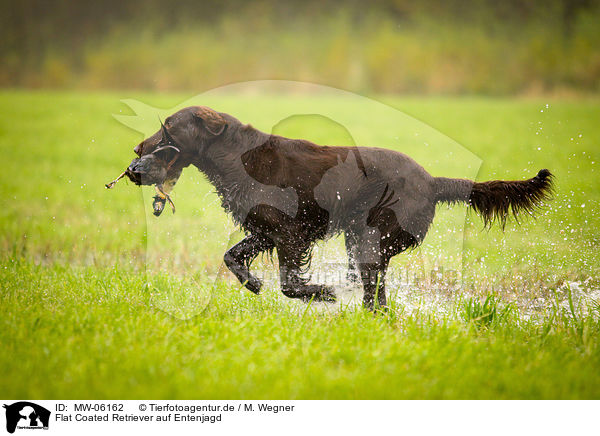 Flat Coated Retriever auf Entenjagd / Flat Coated Retriever on duck hunting / MW-06162