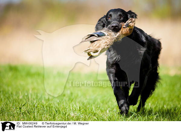 Flat Coated Retriever auf Entenjagd / MW-06249