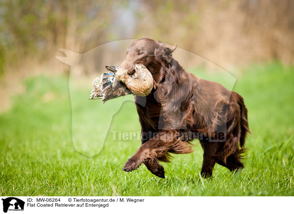 Flat Coated Retriever auf Entenjagd / Flat Coated Retriever on duck hunting / MW-06264