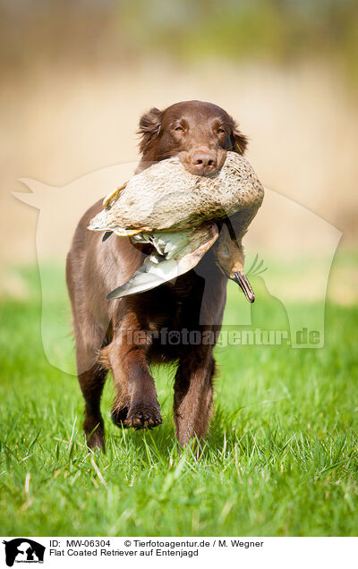 Flat Coated Retriever auf Entenjagd / Flat Coated Retriever on duck hunting / MW-06304