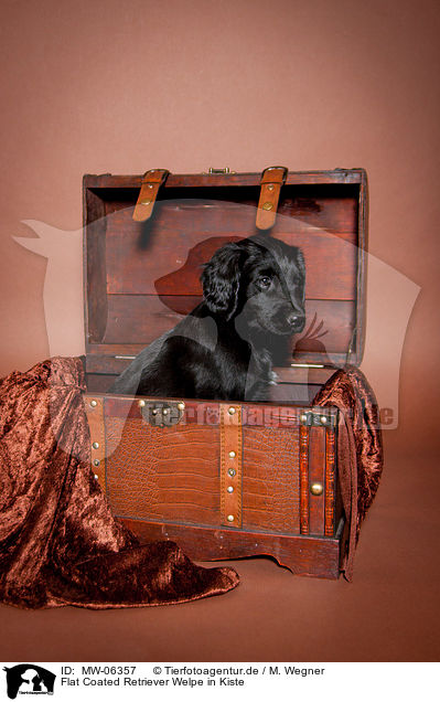 Flat Coated Retriever Welpe in Kiste / Flat Coated Retriever Puppy in crate / MW-06357