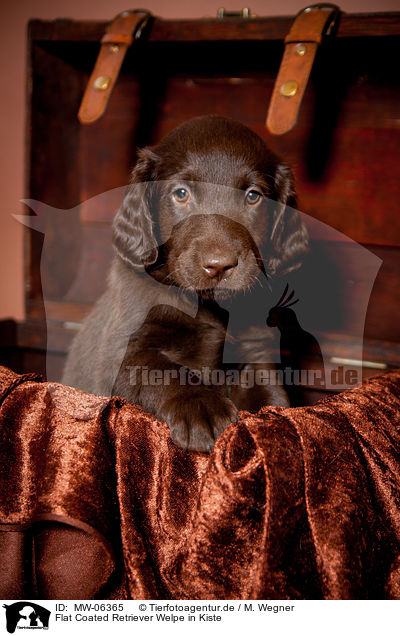 Flat Coated Retriever Welpe in Kiste / Flat Coated Retriever Puppy in crate / MW-06365