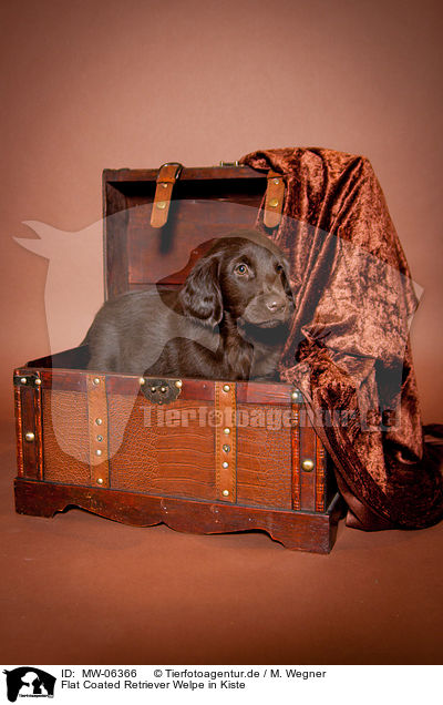 Flat Coated Retriever Welpe in Kiste / Flat Coated Retriever Puppy in crate / MW-06366