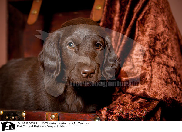 Flat Coated Retriever Welpe in Kiste / Flat Coated Retriever Puppy in crate / MW-06368