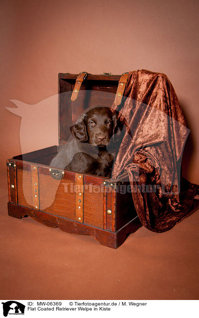 Flat Coated Retriever Welpe in Kiste / Flat Coated Retriever Puppy in crate / MW-06369