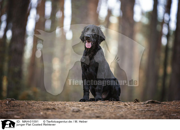 junger Flat Coated Retriever / MAH-01091