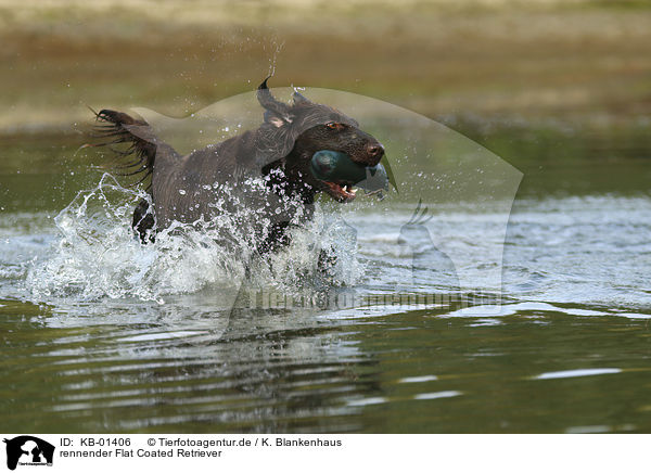 rennender Flat Coated Retriever / running Flat Coated Retriever / KB-01406