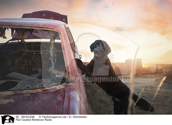 Flat Coated Retriever R�de / male Flat Coated Retriever / DH-02296