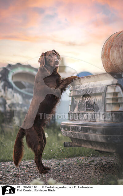Flat Coated Retriever Rde / male Flat Coated Retriever / DH-02310