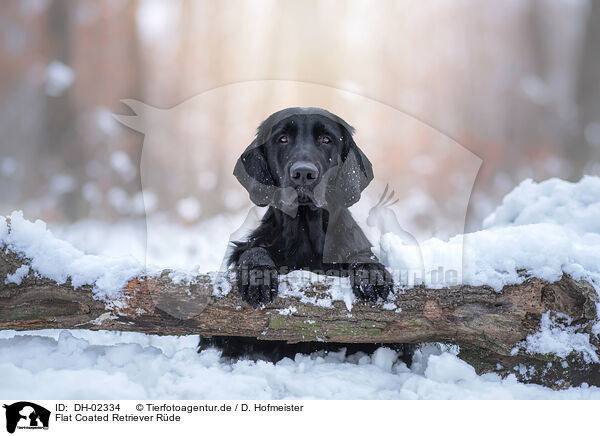 Flat Coated Retriever Rde / male Flat Coated Retriever / DH-02334