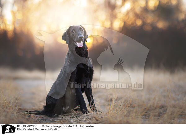 Flat Coated Retriever Hndin / DH-02353