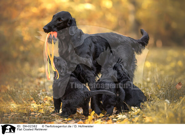 Flat Coated Retriever / Flat Coated Retriever / DH-02382