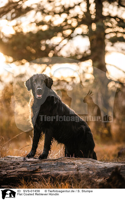 Flat Coated Retriever Hndin / female Flat Coated Retriever / SVS-01456