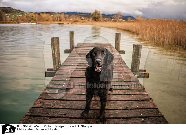 Flat Coated Retriever Hndin / female Flat Coated Retriever / SVS-01459