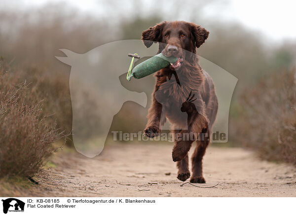 Flat Coated Retriever / KB-08185