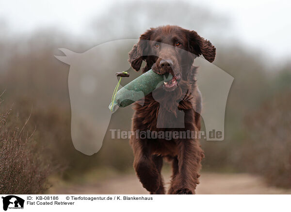 Flat Coated Retriever / KB-08186
