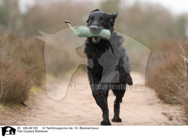 Flat Coated Retriever / KB-08195