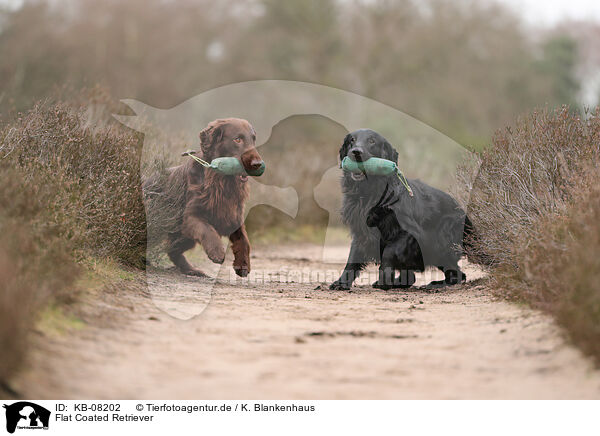 Flat Coated Retriever / KB-08202