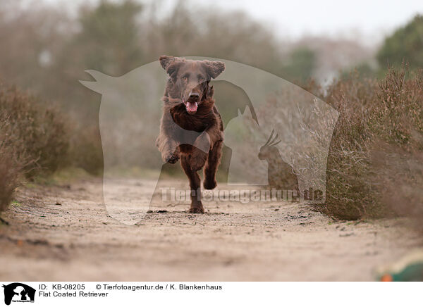 Flat Coated Retriever / KB-08205