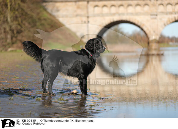 Flat Coated Retriever / KB-09335
