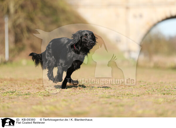 Flat Coated Retriever / KB-09360