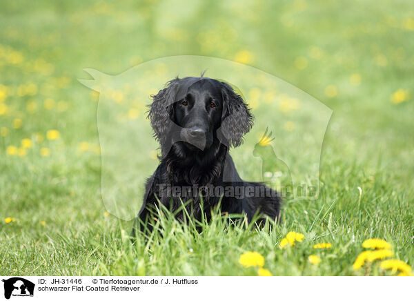 schwarzer Flat Coated Retriever / black Flat Coated Retriever / JH-31446