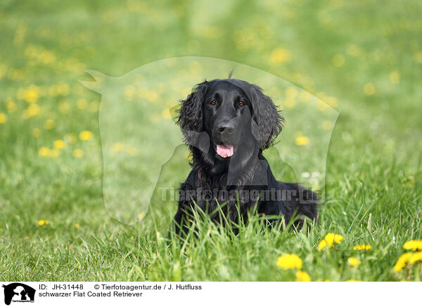 schwarzer Flat Coated Retriever / black Flat Coated Retriever / JH-31448