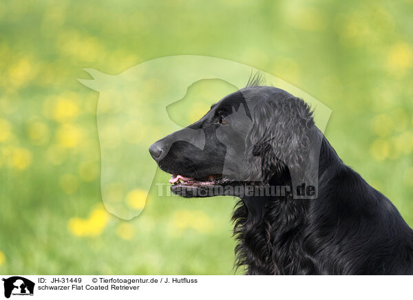 schwarzer Flat Coated Retriever / black Flat Coated Retriever / JH-31449
