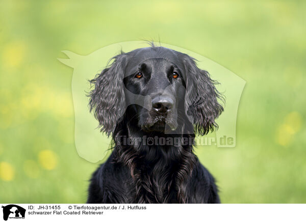 schwarzer Flat Coated Retriever / black Flat Coated Retriever / JH-31455