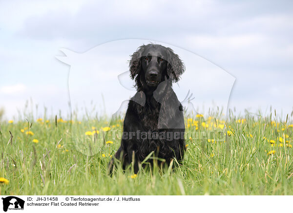 schwarzer Flat Coated Retriever / JH-31458