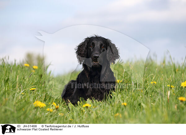 schwarzer Flat Coated Retriever / black Flat Coated Retriever / JH-31468