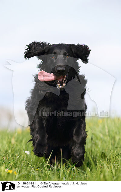 schwarzer Flat Coated Retriever / black Flat Coated Retriever / JH-31481