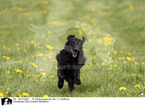 schwarzer Flat Coated Retriever / black Flat Coated Retriever / JH-31482