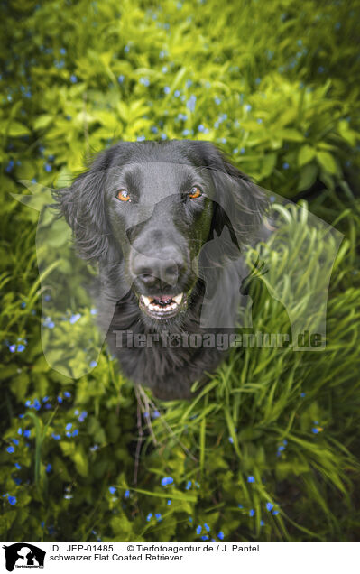 schwarzer Flat Coated Retriever / JEP-01485