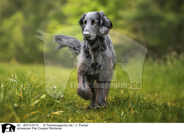 schwarzer Flat Coated Retriever / black Flat Coated Retriever / JEP-01510