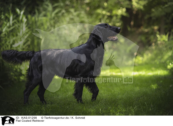 Flat Coated Retriever / Flat Coated Retriever / KAS-01298