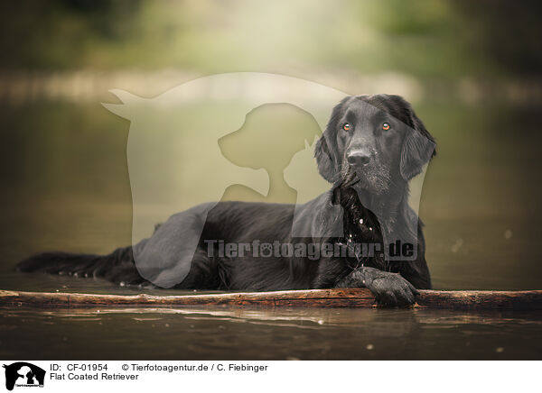 Flat Coated Retriever / Flat Coated Retriever / CF-01954