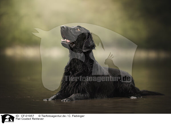 Flat Coated Retriever / Flat Coated Retriever / CF-01957