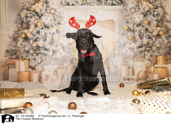 Flat Coated Retriever / Flat Coated Retriever / CF-02088