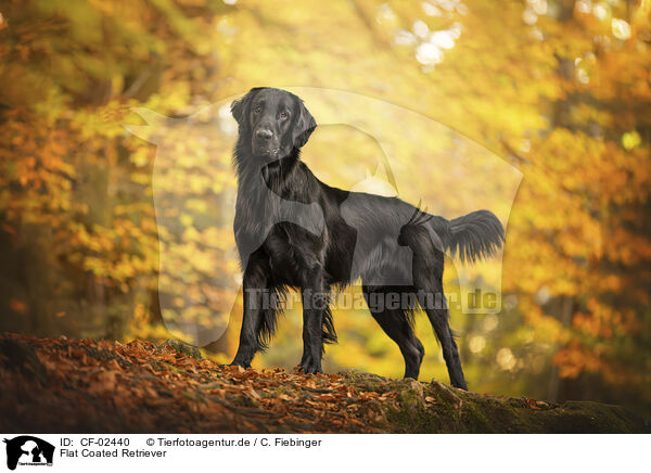 Flat Coated Retriever / Flat Coated Retriever / CF-02440