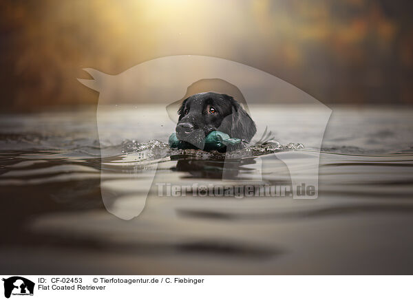 Flat Coated Retriever / Flat Coated Retriever / CF-02453