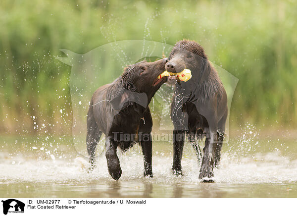 Flat Coated Retriever / Flat Coated Retriever / UM-02977