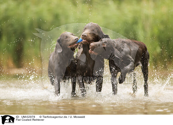 Flat Coated Retriever / Flat Coated Retriever / UM-02978
