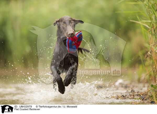 Flat Coated Retriever / Flat Coated Retriever / UM-02979