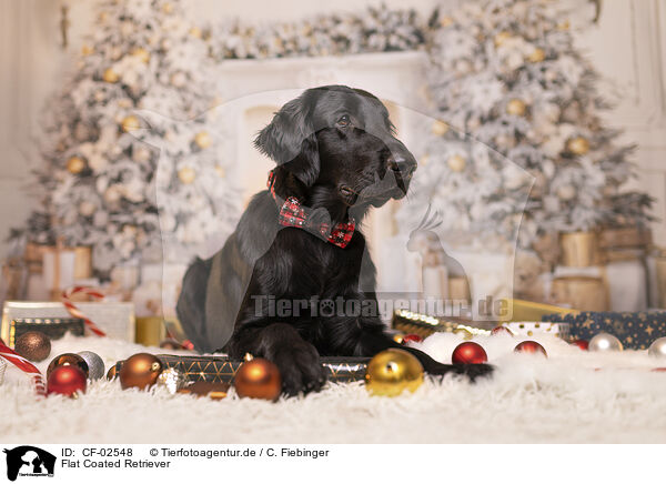 Flat Coated Retriever / CF-02548