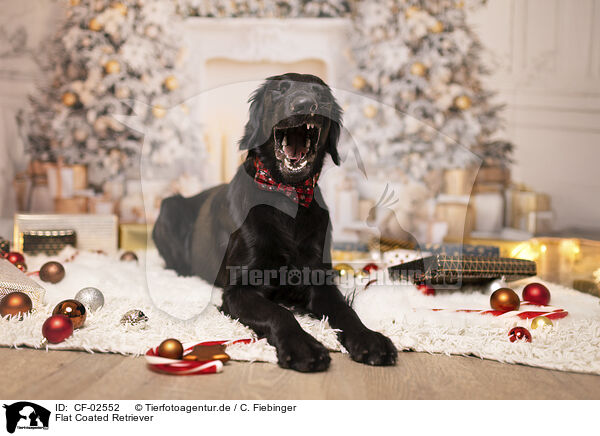 Flat Coated Retriever / CF-02552