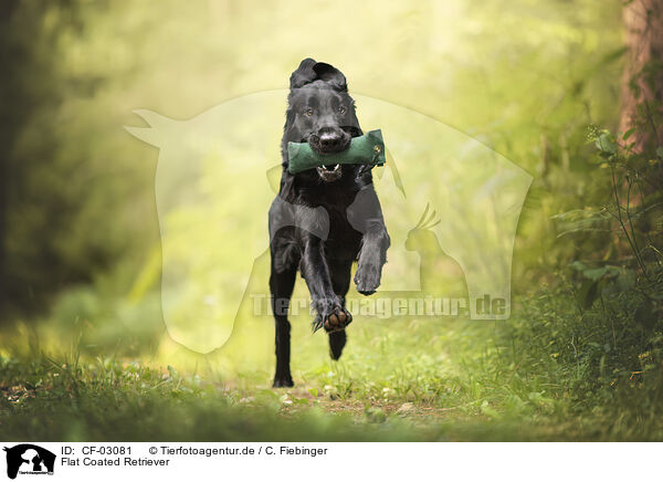 Flat Coated Retriever / Flat Coated Retriever / CF-03081