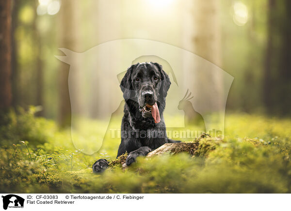 Flat Coated Retriever / Flat Coated Retriever / CF-03083