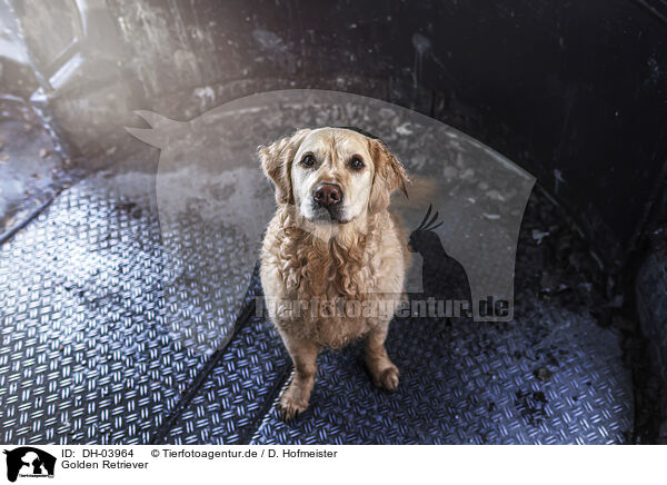 Golden Retriever / Golden Retriever / DH-03964