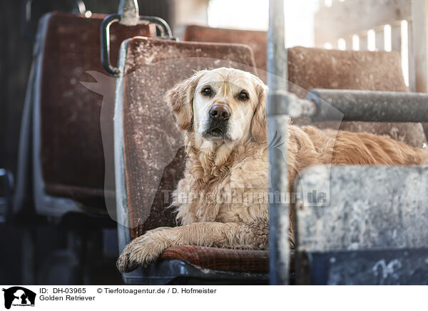 Golden Retriever / Golden Retriever / DH-03965